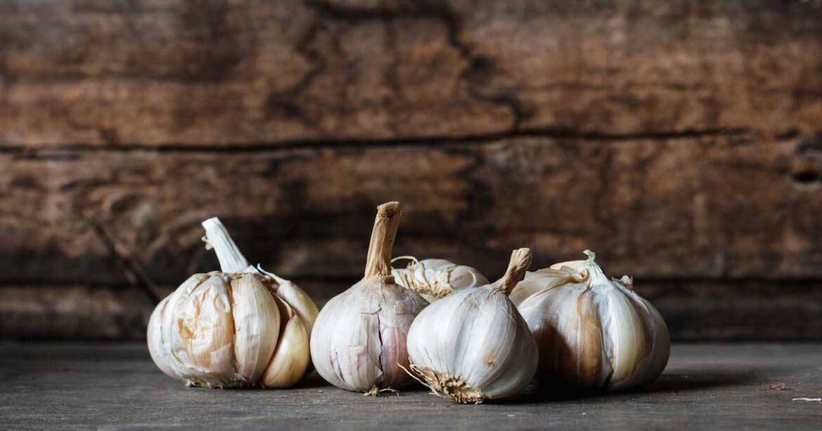 garlic